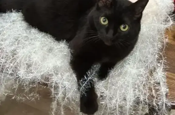 Кошки потеряшки, Иваново, фото: Потеряшка чёрная кошка, Калинцева 58, Иваново