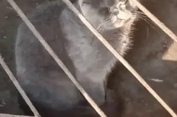 Найденные животные Медведево, фото: Найдена серая кошка, ул. Мира 8, Медведево