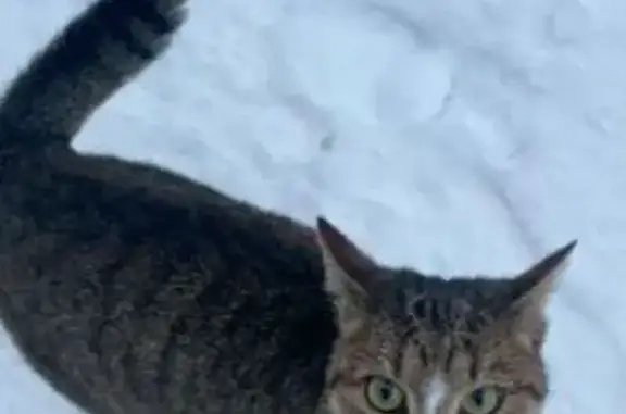 Кошки потеряшки, , фото: Потеряшка кошка