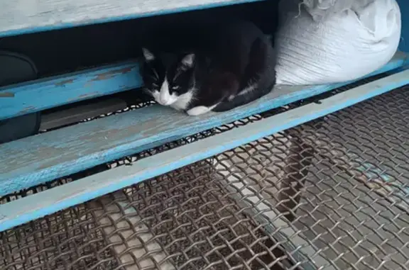 Найдена кошка, Мирный, фото: Найдена кошка, Мирный