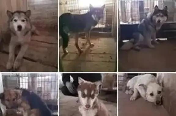 Найдена собака, Камышлов, фото: Камышлов: найдена собака, Ирбитская 66