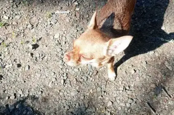 Собака чихуахуа найдена на Экспедиционной, 1