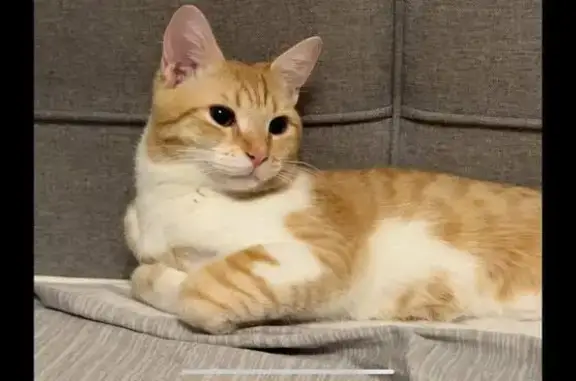 Кошки потеряшки, Москва, фото: Потеряшка кошка на Ген. Глаголева 7к3, Москва