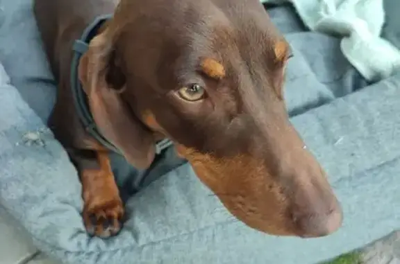 Найдена собака, Новосибирск, фото: Собака найдена, Береговая, Новосибирск