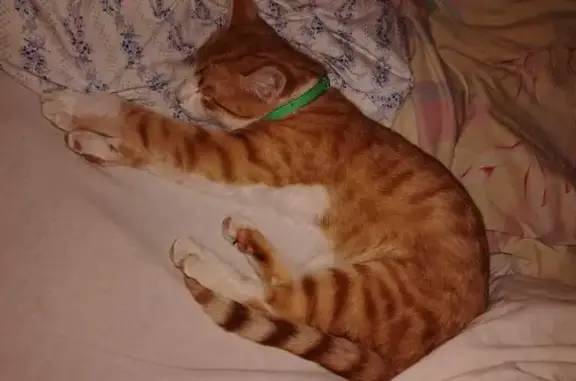 Кошка найдена: Тракторная ул, 11, Владимир