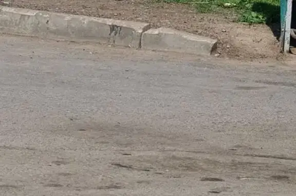 Найдена кошка, Уфа, фото: Кошка найдена: Проспект Октября, 122, Уфа