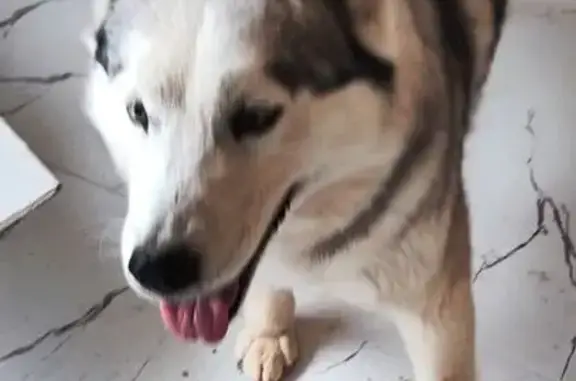 Найдена собака, , фото: Хаски найдена в Севастополе, MHG8+PC