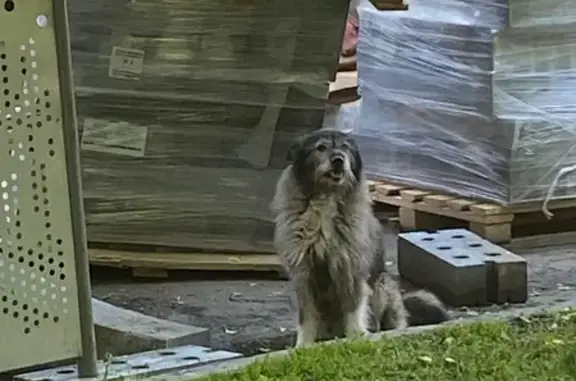 Найдена собака, Ленинградское шоссе, 24