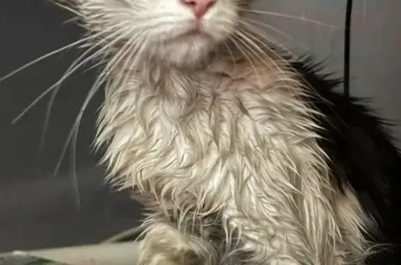 Найденные животные Сосногорск, фото: Кошка найдена, Ленина 9, Сосногорск