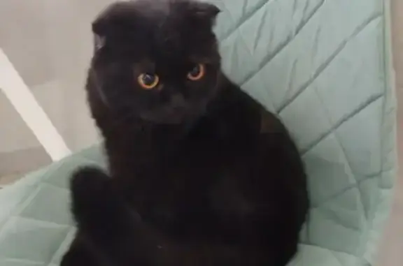 Кошки потеряшки, Саранск, фото: Потеряшка кошка, Гожувская 6, Саранск