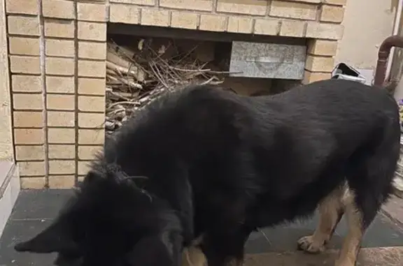 Собаки потеряшки, , фото: Потеряшка собака Макс, ул. Тургенева, 28