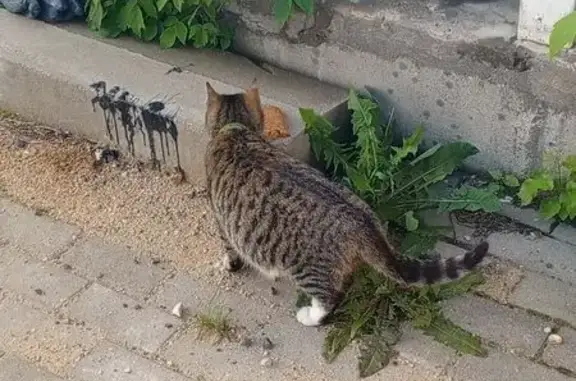 Найдена кошка, Юннатов 16, Химки