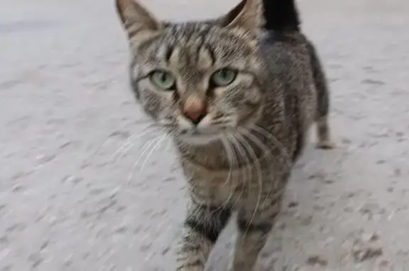 Найдена кошка: пр. Химиков, 3И, Энгельс