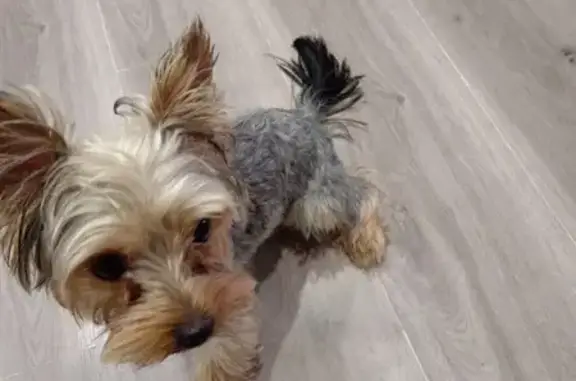 Найдена собака, Ярославль, фото: Найден йорк в Заволге, ул. Клубная, 23