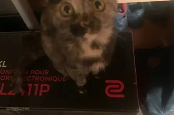 Кошки потеряшки, , фото: Потеряшка кошка, Набережные Челны