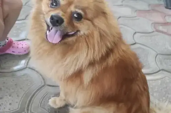 Рыжая собака найдена, Краснодар