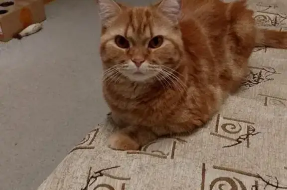 Кошки потеряшки, Северск, фото: Потеряшка кошка, Северск, ул. Солнечная 3