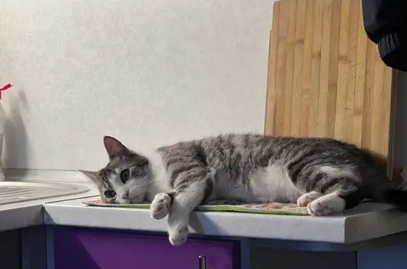 Кошки потеряшки, , фото: Потеряшка кошка, Napoleona Ordy 14, Гродно