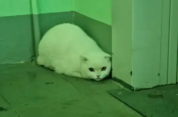 Найдена белая кошка, Дунайский пр., 35