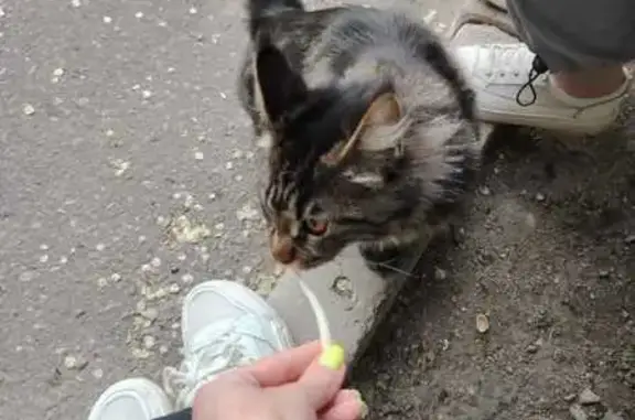 Кошка найдена: ул. Полторацкого, 52, Омск