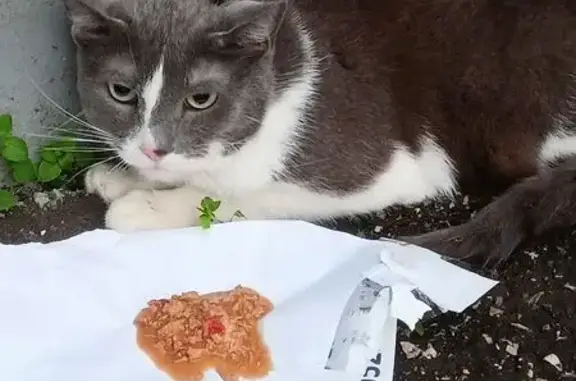 Кошка найдена у подъезда, Кукшумская 25