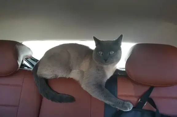 Найдена кошка, Москва, фото: Кошка найдена: пр. Вернадского, 42, Москва