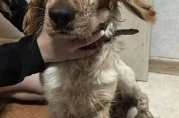 Щенок найден на Малой Семеновской, 11А стр. 4