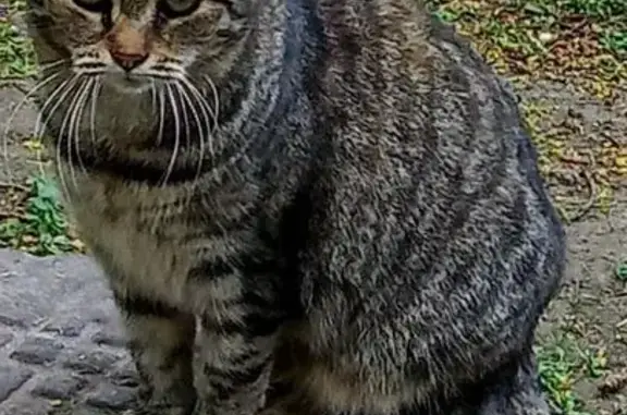 Кошка найдена на Симонова, 9 к.1, СПб