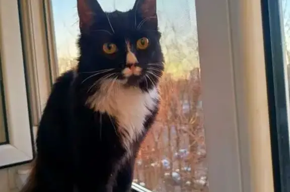 Кошки потеряшки, Санкт-Петербург, фото: Потеряшка котик, пр. Стачек, 103 к1, СПб