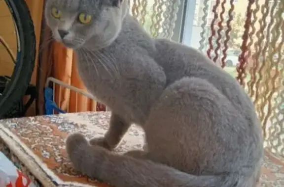 Найдена кошка на ул. Корейская, Воронеж