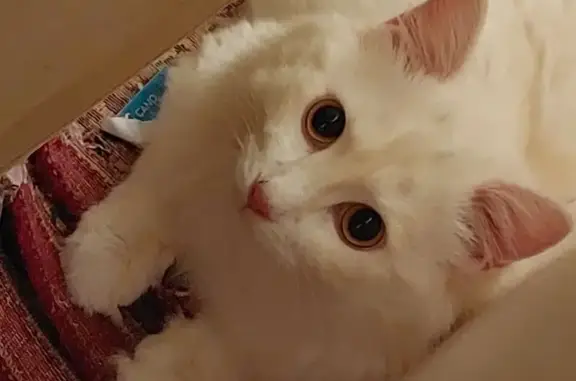 Пропала кошка, ул. Дьякова, 5, Грозный