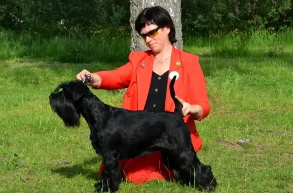 Пропала собака, ул. Набережная, 43, Чална