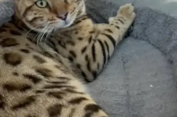 Пропал кот Барсик, Софийская ул., 7, Оренбург