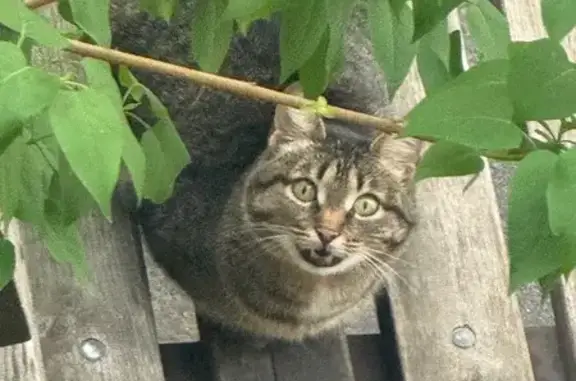 Найдена кошка, Дзержинск, фото: Кошка найдена на Пушкинской, 4, Дзержинск