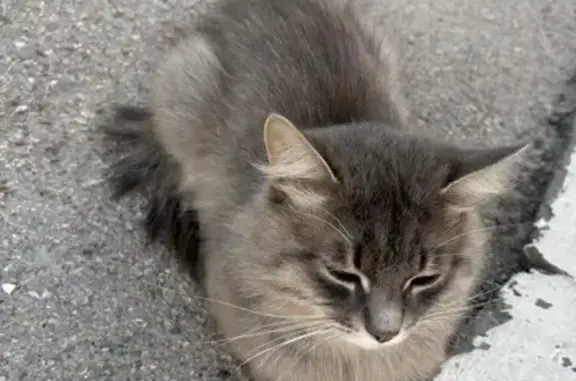 Кошка найдена на Биишевой, 21, Уфа