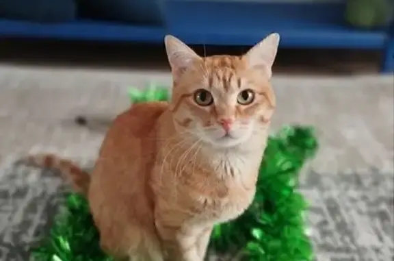 Пропала кошка: ул. Чернышевского 2 к3