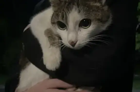 Кошка найдена: Снежинск, Челябинская обл.