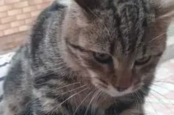 Найдена кошка, Нежинка, фото: Найдена кошка, Оренбургская область