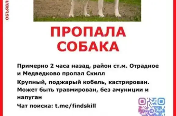 Пропала собака, Москва