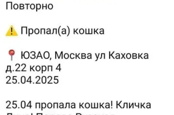 Пропала кошка, ул. Каховка, 22к4, Москва