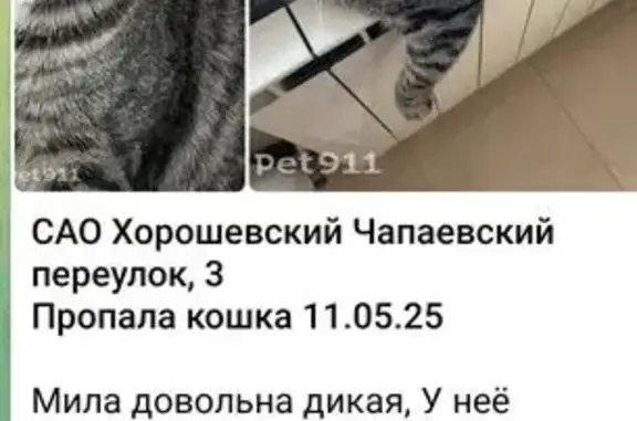 Пропала кошка, Чапаевский пер., 3, Москва