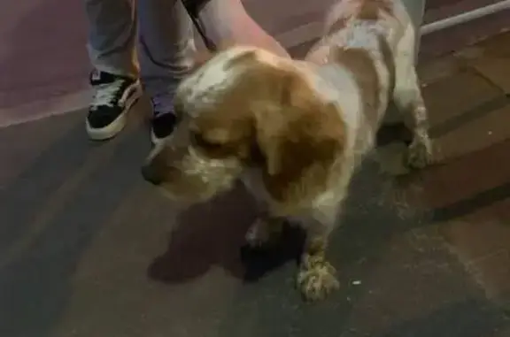 Собака найдена: Медовый пер., 6, Москва