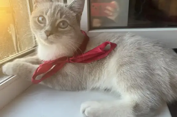 Пропала кошка на Узловой, 1Б, Орёл