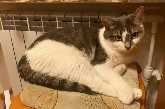 Кошки потеряшки, Апатиты, фото: Потеряшка кошка, Зиновьева 8, Апатиты