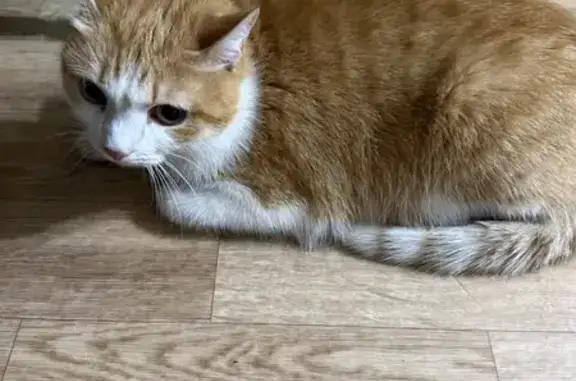 Кот найден на ул. Романенко, 4, Омск