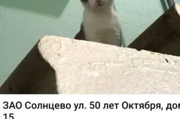 Кошка найдена в подъезде 15, ул. 50 лет Октября