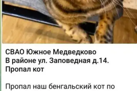 Пропал бенгал на Заповедной, 14, Москва
