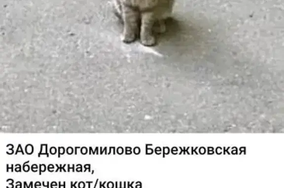 Кошка найдена: Бережковская наб., 16с61