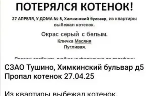 Пропал котенок, Химкинский бул., 5, Москва