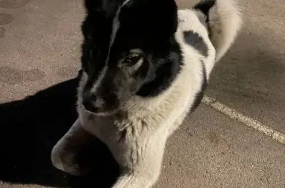 Найдена собака, ул. Комарова 15, Курск